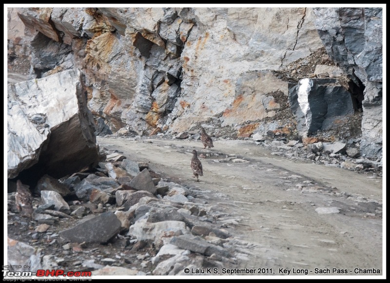 HumbLeh'd II (Indo Polish Himalayan Expedition to Ladakh & Himachal Pradesh)-dsc_4644.jpg