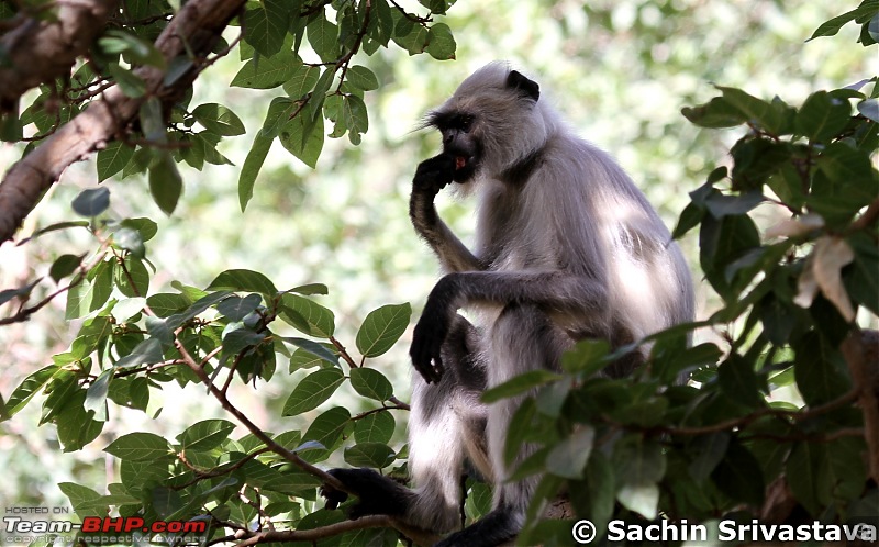 Sariska Tiger Reserve - Land of Tigers? Quick getaway from Gurgaon-img_8737.jpg