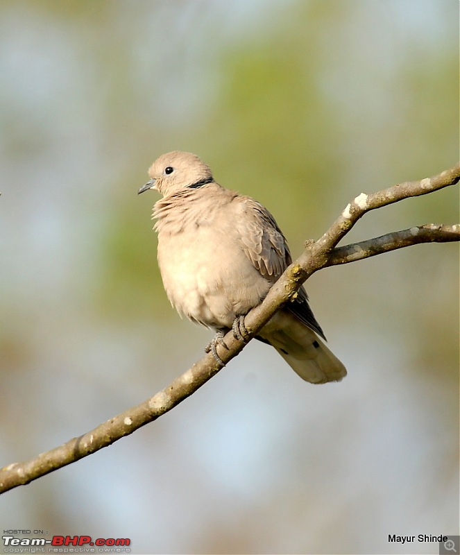 Birding at Sattal, Pangoot, Vinayak and Corbett.-collar.jpg