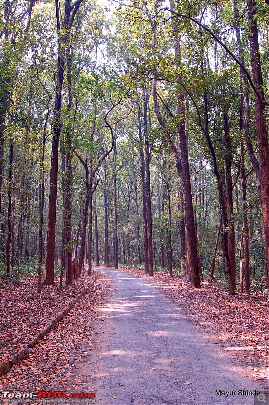 Birding at Sattal, Pangoot, Vinayak and Corbett.-corbett.jpg