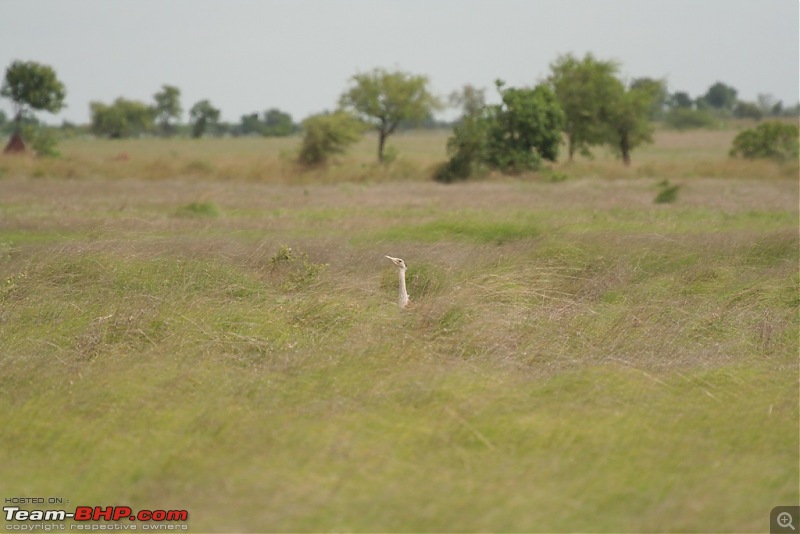 The Great Indian Bustard and the grass lands of Rollapadu.-1.jpg