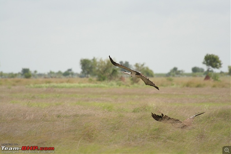The Great Indian Bustard and the grass lands of Rollapadu.-2.jpg