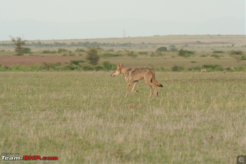 The Great Indian Bustard and the grass lands of Rollapadu.-20.jpg