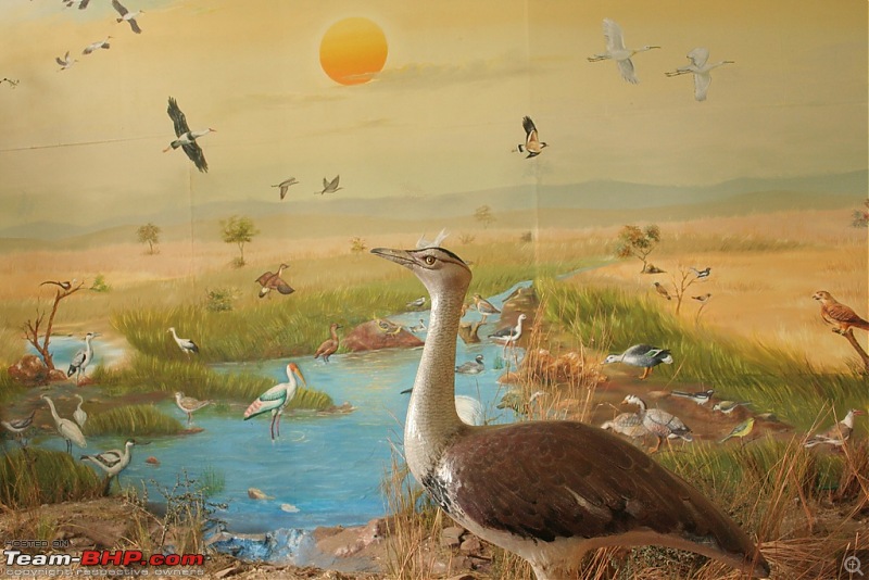 The Great Indian Bustard and the grass lands of Rollapadu.-museum_2.jpg