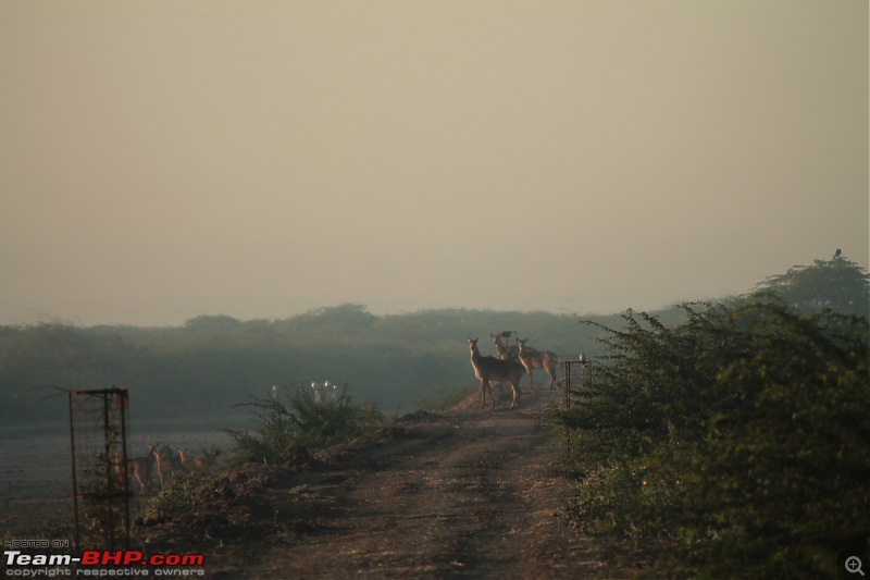 Khijadia Bird Sanctuary - Jamnagar, Gujarat-img_4907.jpg