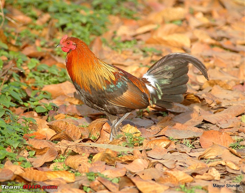 Birding at Sattal, Pangoot, Vinayak and Corbett.-rjf.jpg