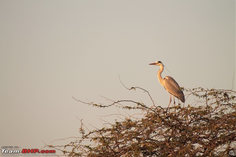 Khijadia Bird Sanctuary - Jamnagar, Gujarat-img_4920.jpg