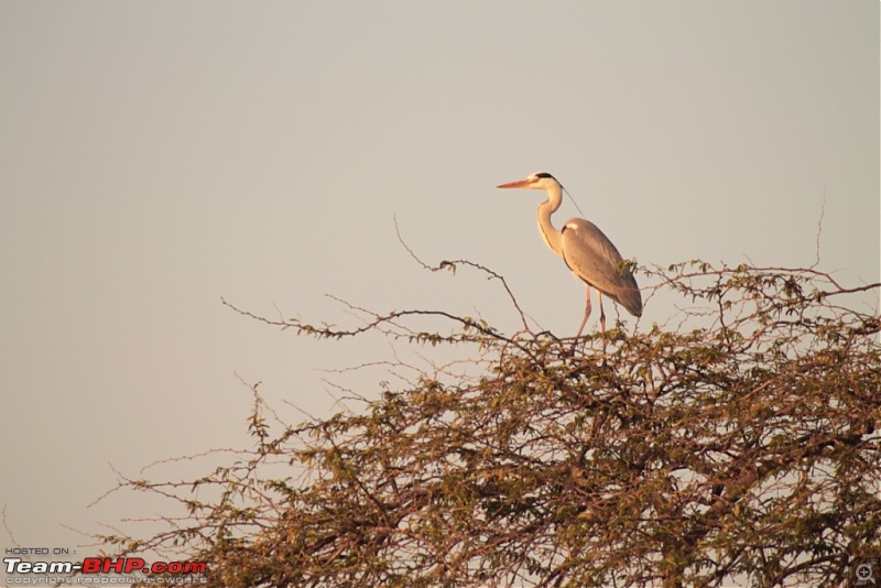 Khijadia Bird Sanctuary - Jamnagar, Gujarat-img_4922.jpg