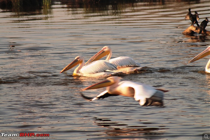 Khijadia Bird Sanctuary - Jamnagar, Gujarat-img_4988.jpg