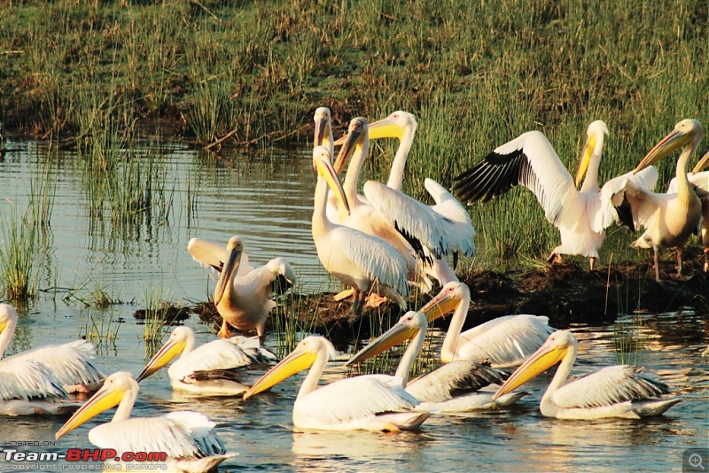 Khijadia Bird Sanctuary - Jamnagar, Gujarat-img_5025.jpg