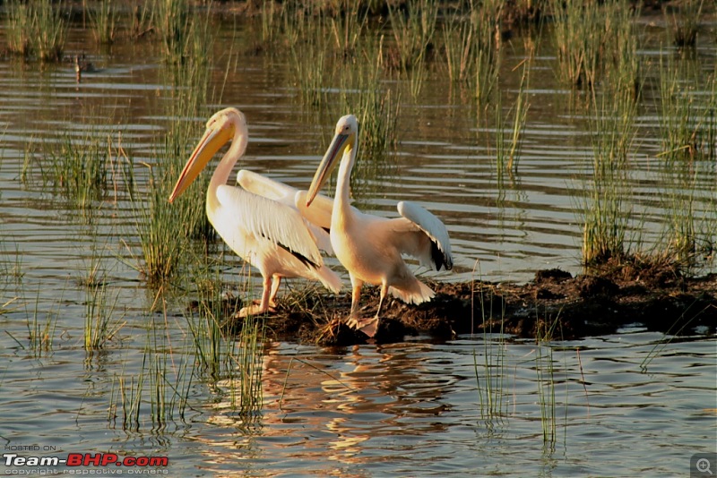 Khijadia Bird Sanctuary - Jamnagar, Gujarat-img_5031.jpg