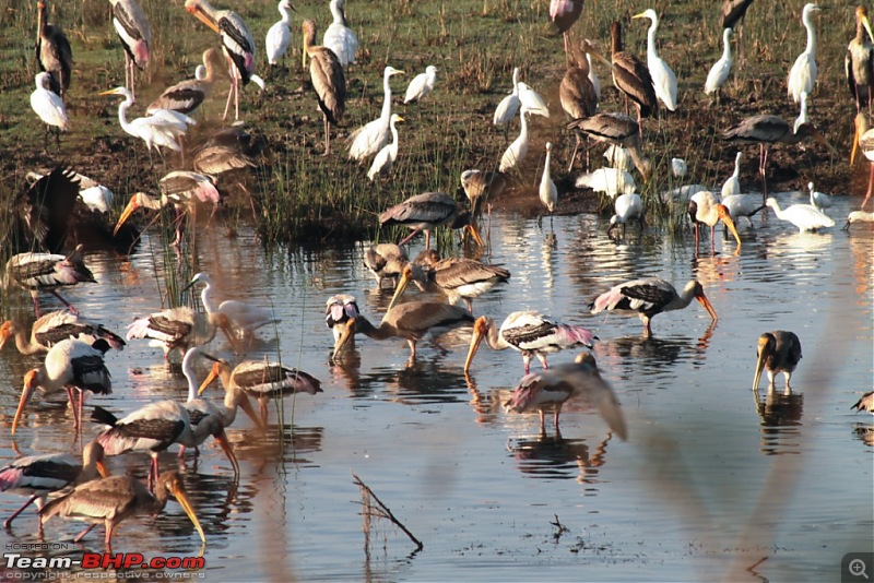 Khijadia Bird Sanctuary - Jamnagar, Gujarat-img_5049.jpg