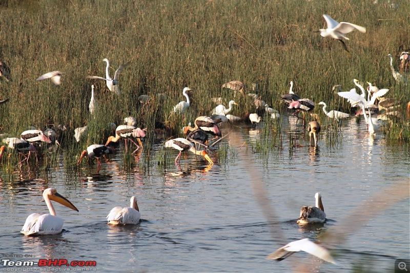 Khijadia Bird Sanctuary - Jamnagar, Gujarat-img_5062.jpg