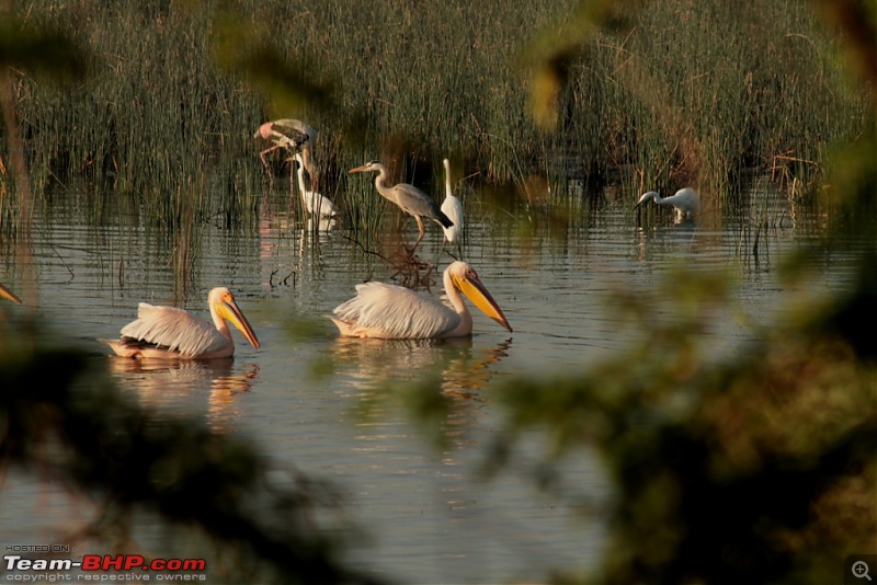 Khijadia Bird Sanctuary - Jamnagar, Gujarat-img_5066.jpg