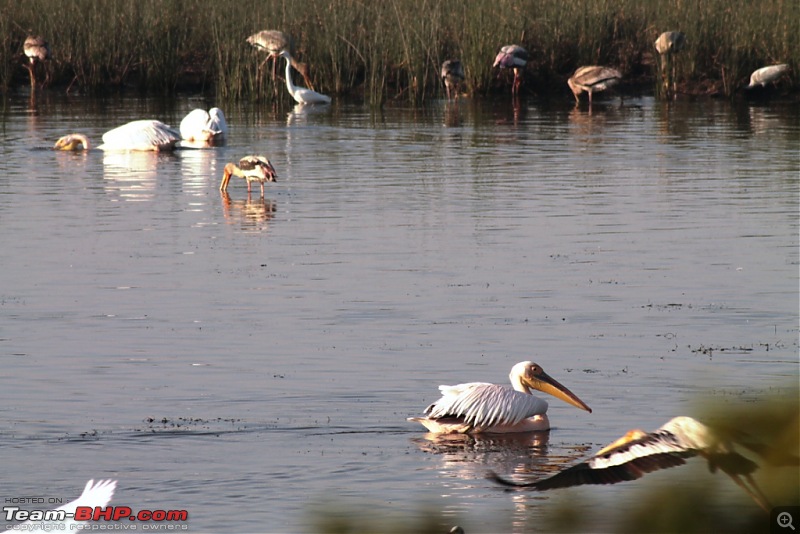 Khijadia Bird Sanctuary - Jamnagar, Gujarat-img_5067.jpg