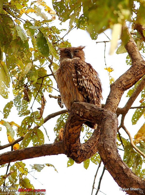 Birding at Sattal, Pangoot, Vinayak and Corbett.-fishowl.jpg