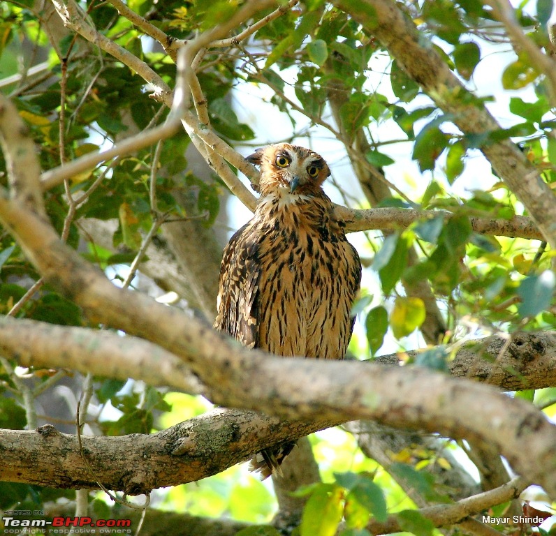 Birding at Sattal, Pangoot, Vinayak and Corbett.-tawny2.jpg