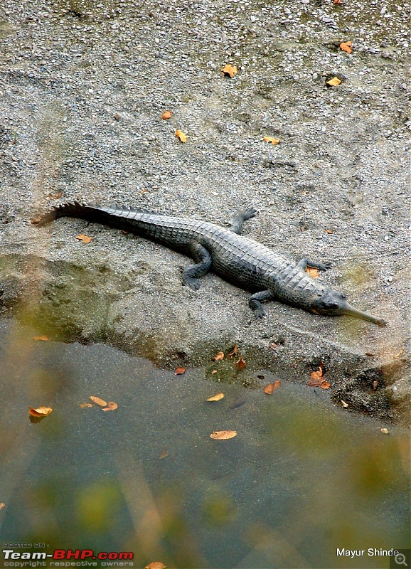 Birding at Sattal, Pangoot, Vinayak and Corbett.-gharial.jpg