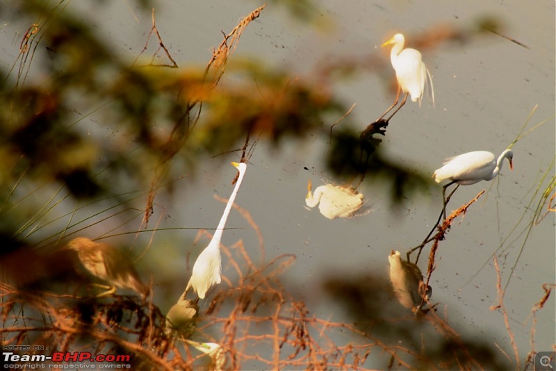 Khijadia Bird Sanctuary - Jamnagar, Gujarat-img_5090.jpg