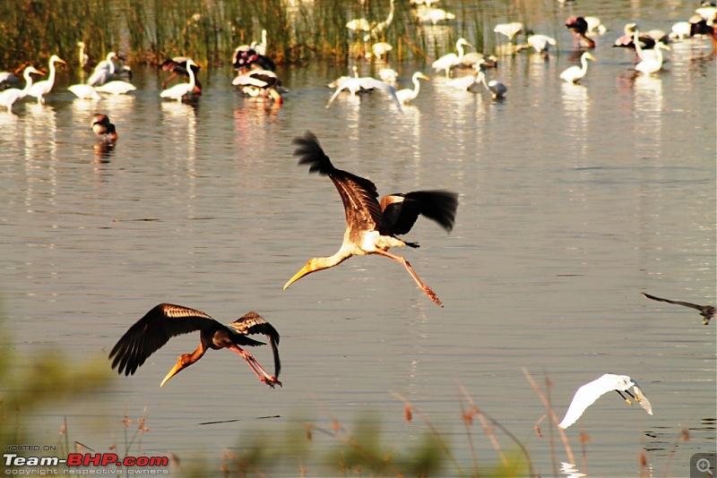 Khijadia Bird Sanctuary - Jamnagar, Gujarat-img_5170.jpg