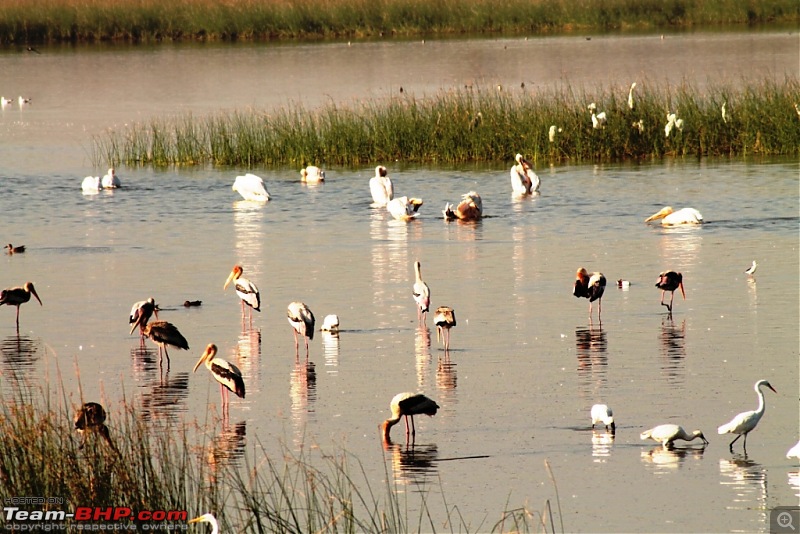 Khijadia Bird Sanctuary - Jamnagar, Gujarat-img_5176.jpg