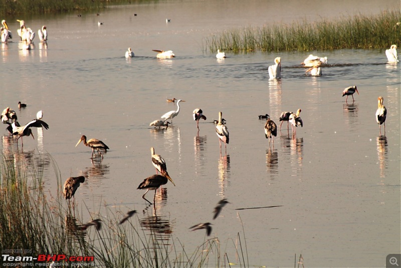Khijadia Bird Sanctuary - Jamnagar, Gujarat-img_5180.jpg