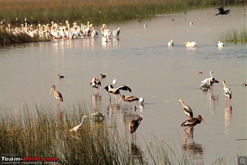 Khijadia Bird Sanctuary - Jamnagar, Gujarat-img_5181.jpg