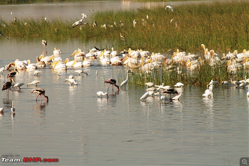 Khijadia Bird Sanctuary - Jamnagar, Gujarat-img_5201.jpg