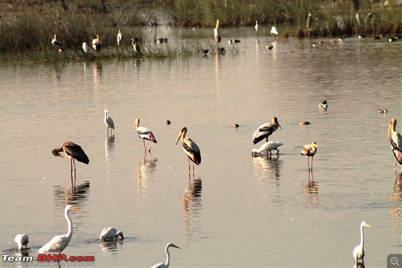 Khijadia Bird Sanctuary - Jamnagar, Gujarat-img_5216.jpg