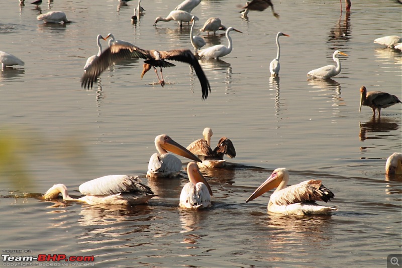 Khijadia Bird Sanctuary - Jamnagar, Gujarat-img_5268.jpg