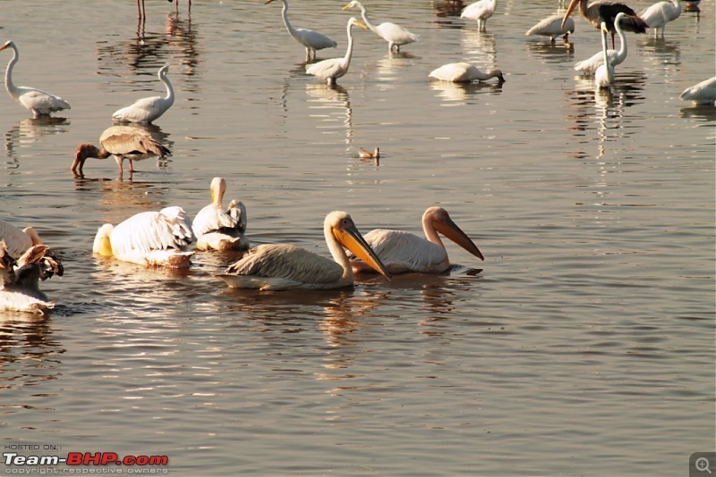 Khijadia Bird Sanctuary - Jamnagar, Gujarat-img_5270.jpg