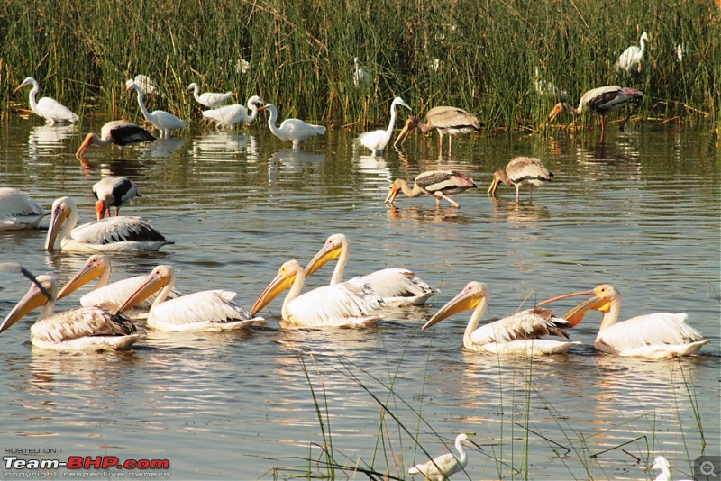 Khijadia Bird Sanctuary - Jamnagar, Gujarat-img_5274.jpg