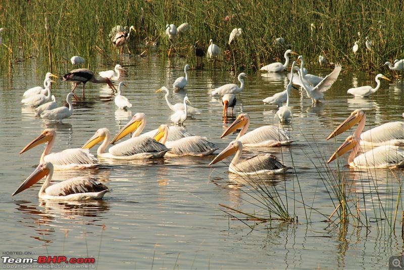 Khijadia Bird Sanctuary - Jamnagar, Gujarat-img_5277.jpg