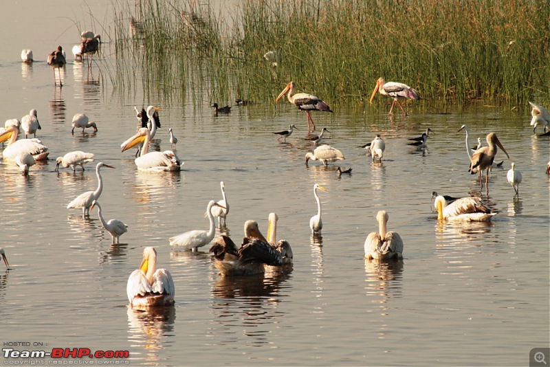 Khijadia Bird Sanctuary - Jamnagar, Gujarat-img_5288.jpg