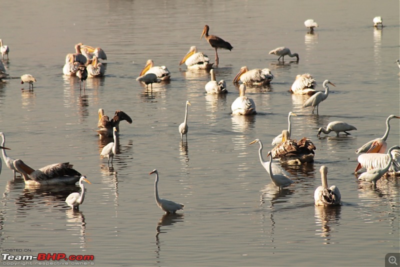 Khijadia Bird Sanctuary - Jamnagar, Gujarat-img_5294.jpg