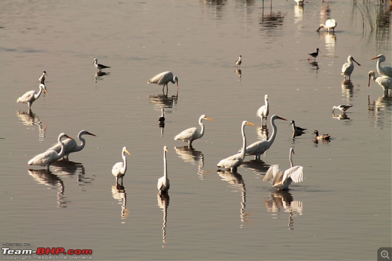 Khijadia Bird Sanctuary - Jamnagar, Gujarat-img_5306.jpg