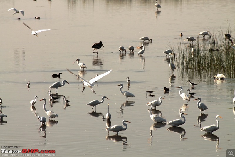 Khijadia Bird Sanctuary - Jamnagar, Gujarat-img_5317.jpg