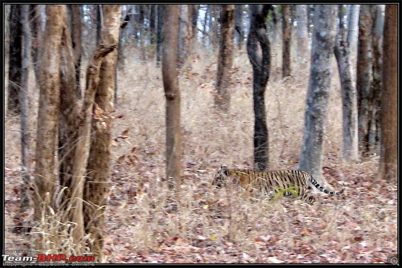 Season 2011-2012 : Independent Tiger monitoring at Pench & Tadoba Tiger reserves-459531_10151430155195582_569205581_23335191_1678739543_o.jpg