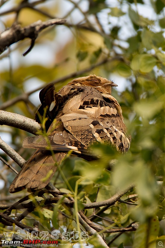 Bengalooru to Bharatpur - A solo birding trip!-bharatpur-116.jpg