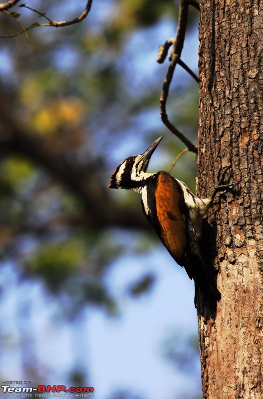 Reflections on Wildlife Addictions "Pench and Kanha National Park"-106.jpg