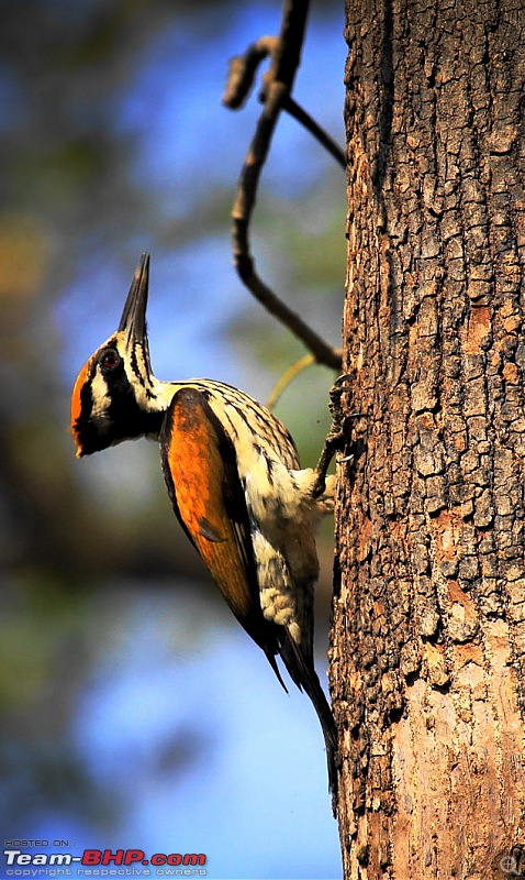 Reflections on Wildlife Addictions "Pench and Kanha National Park"-107.jpg