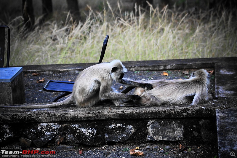 Reflections on Wildlife Addictions "Pench and Kanha National Park"-111.jpg