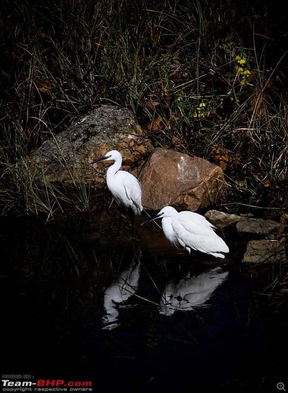 Reflections on Wildlife Addictions "Pench and Kanha National Park"-119.jpg