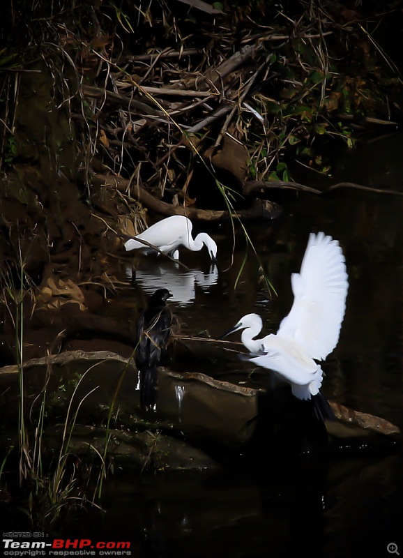 Reflections on Wildlife Addictions "Pench and Kanha National Park"-122.jpg