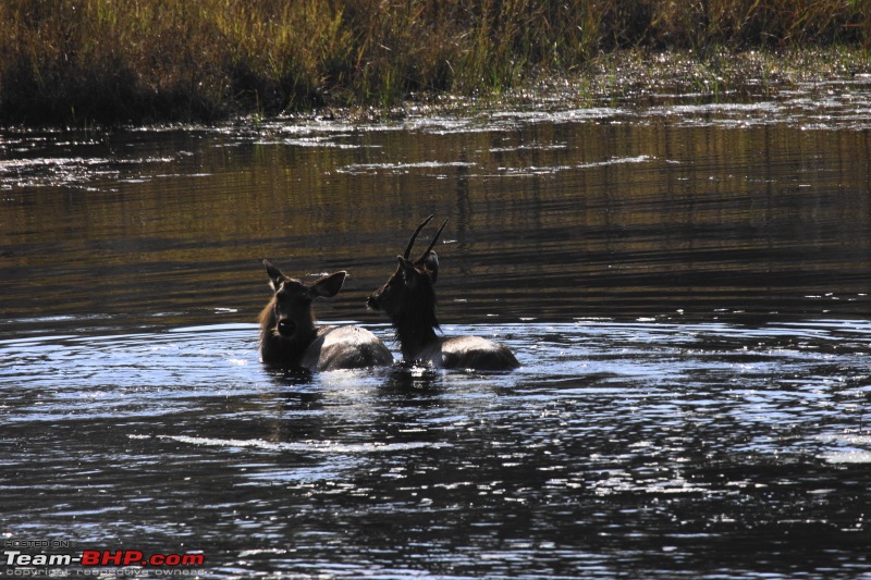 Reflections on Wildlife Addictions "Pench and Kanha National Park"-126.jpg