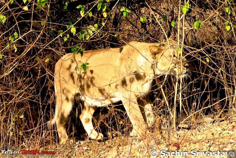 Visit to Gir forest - the only natural habitat for Asiatic Lion!-img_3292.jpg