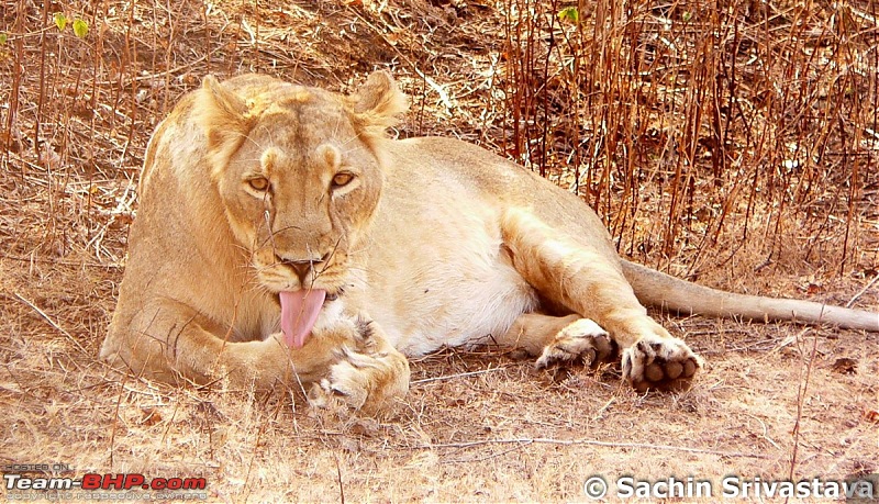 Visit to Gir forest - the only natural habitat for Asiatic Lion!-p1040870.jpg