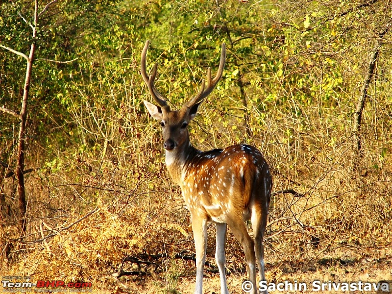 Visit to Gir forest - the only natural habitat for Asiatic Lion!-img_3324.jpg