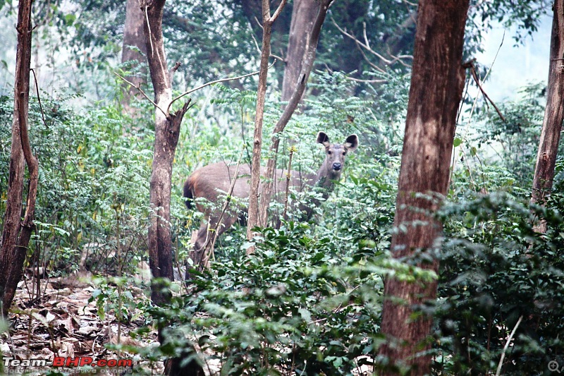 Of Spots, Stars & Stripes - our Corbett Holiday-img_1320.jpg