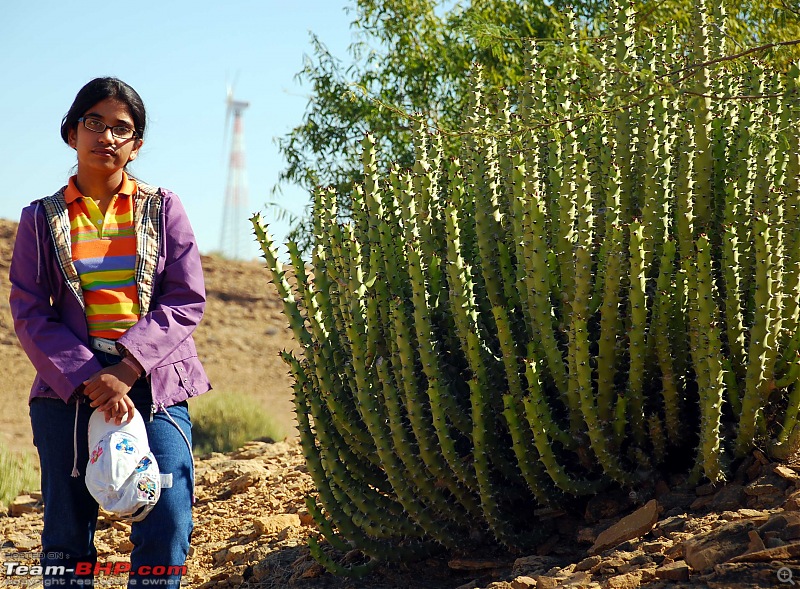 Gurgaon - Jaisalmer - Jodhpur - Bikaner - Gurgaon-cactus.jpg